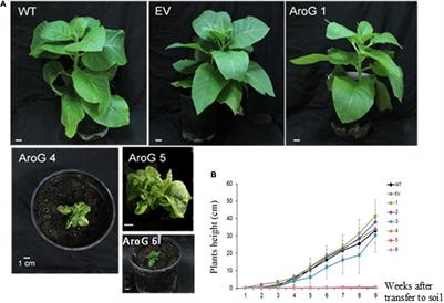 Enhanced Production of Aromatic Amino Acids in Tobacco Plants Leads to Increased Phenylpropanoid Metabolites and Tolerance to Stresses